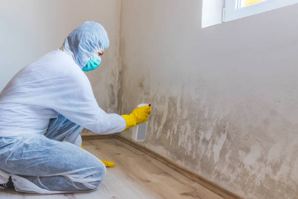 Licensed Black Mold Remediation service in Argyle, TX - Car Mold Remediation
