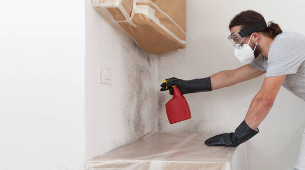 Professional Black Mold Remediation technician working in Argyle, TX